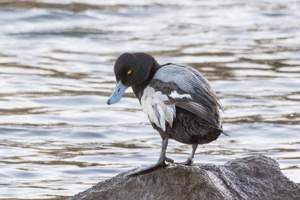 Lesser Scaup - ML615481663