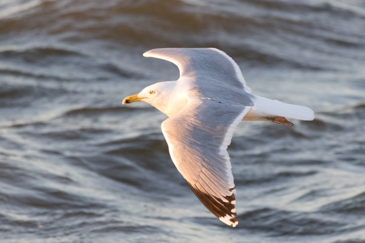 Herring Gull - ML615481674