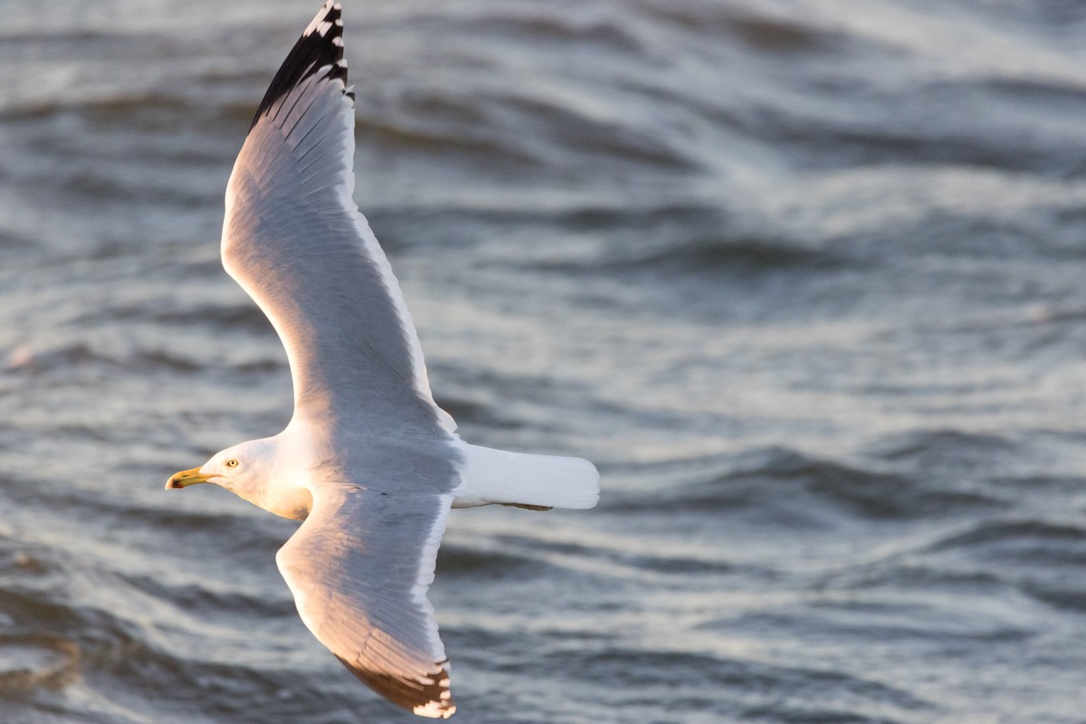 Herring Gull - ML615481676