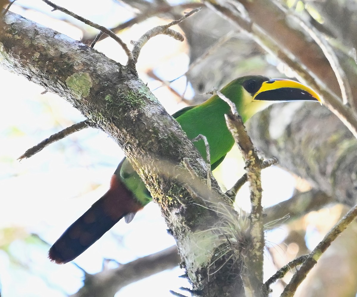 Northern Emerald-Toucanet - ML615481682