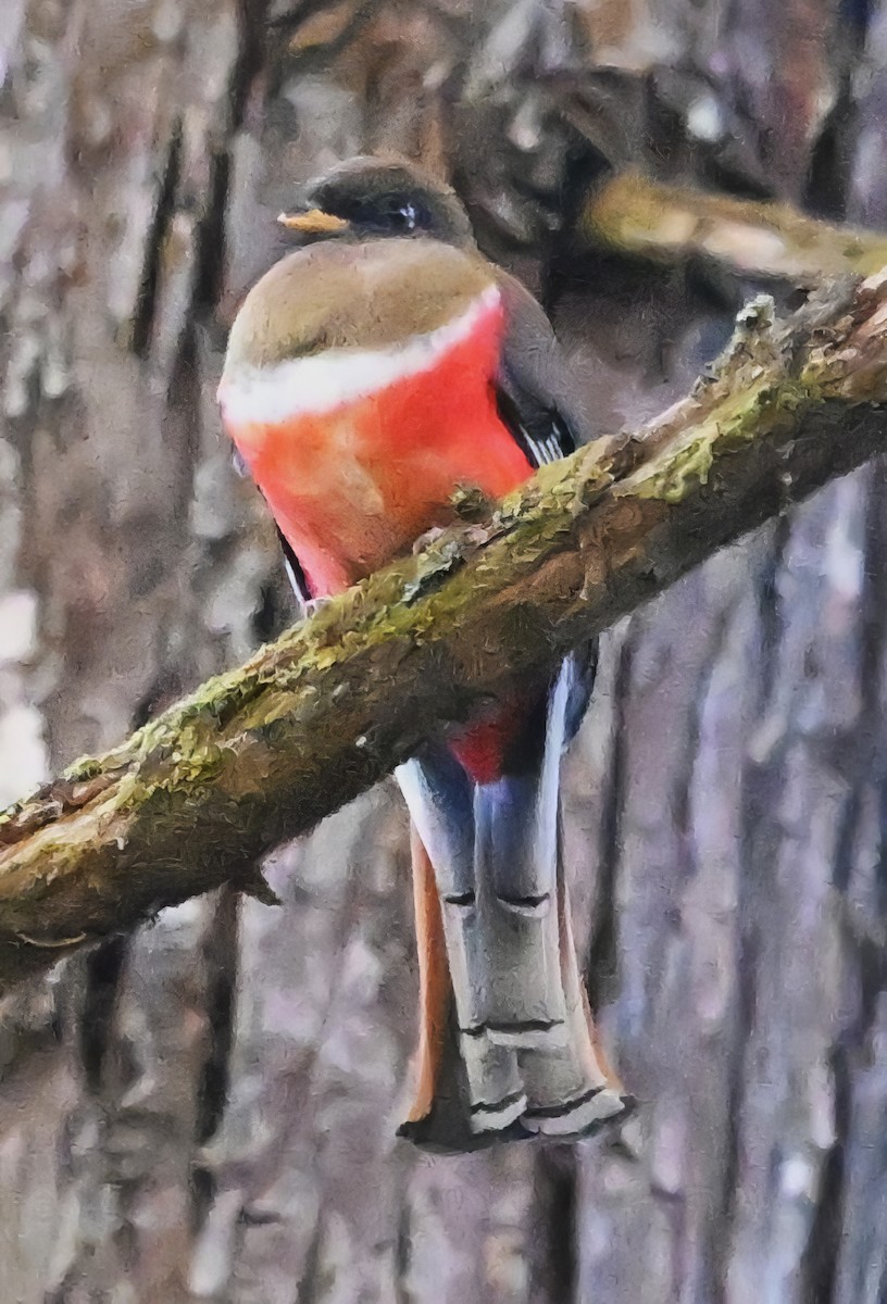 Collared Trogon - ML615481706