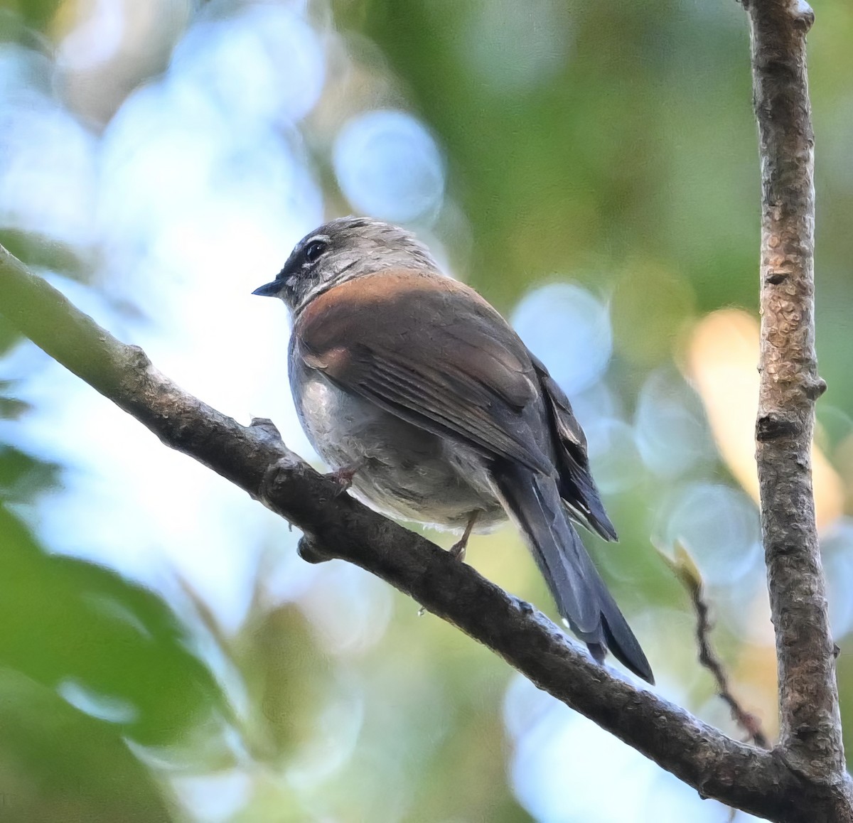 Brown-backed Solitaire - ML615481724