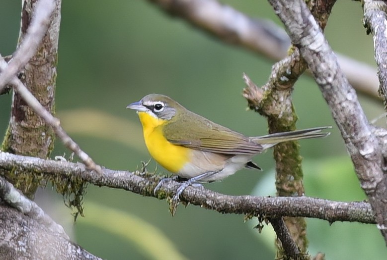 Yellow-breasted Chat - ML615481739