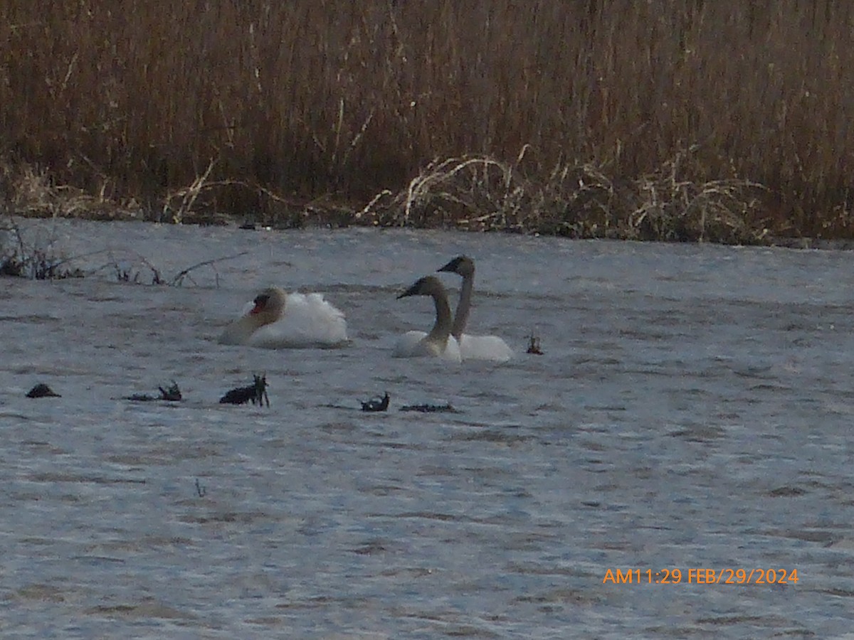 Trumpeter Swan - ML615481757