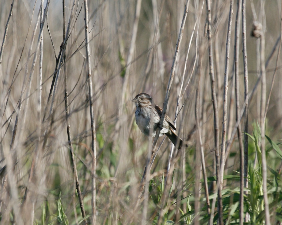 Song Sparrow (melodia/atlantica) - ML615481804