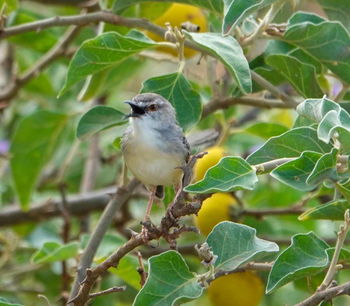 Pale Prinia - ML615481808