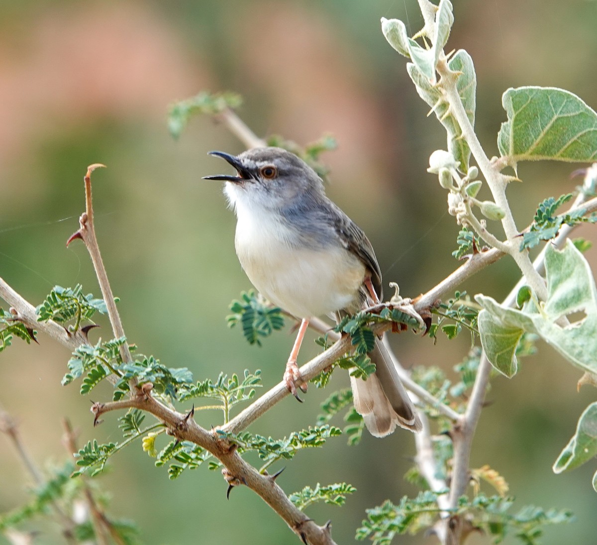 Pale Prinia - ML615481809