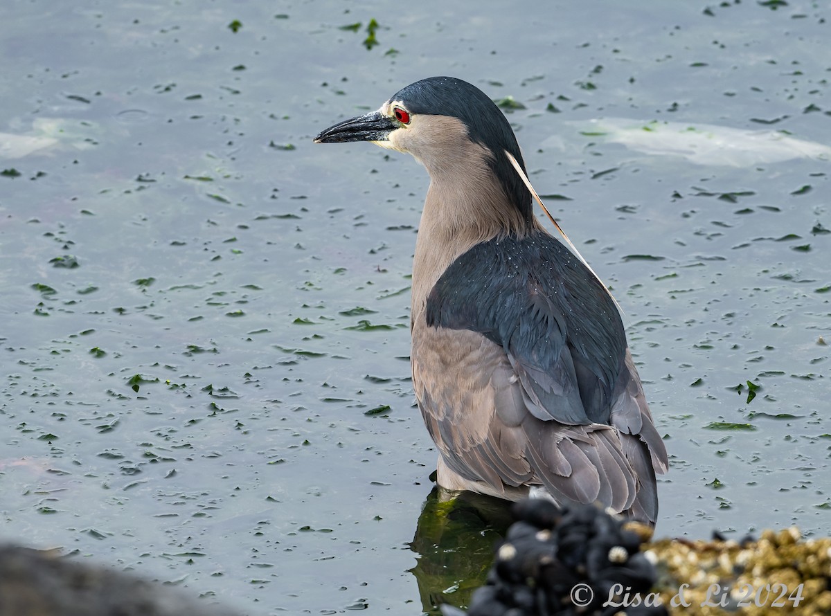 Black-crowned Night Heron (Dusky) - ML615481832