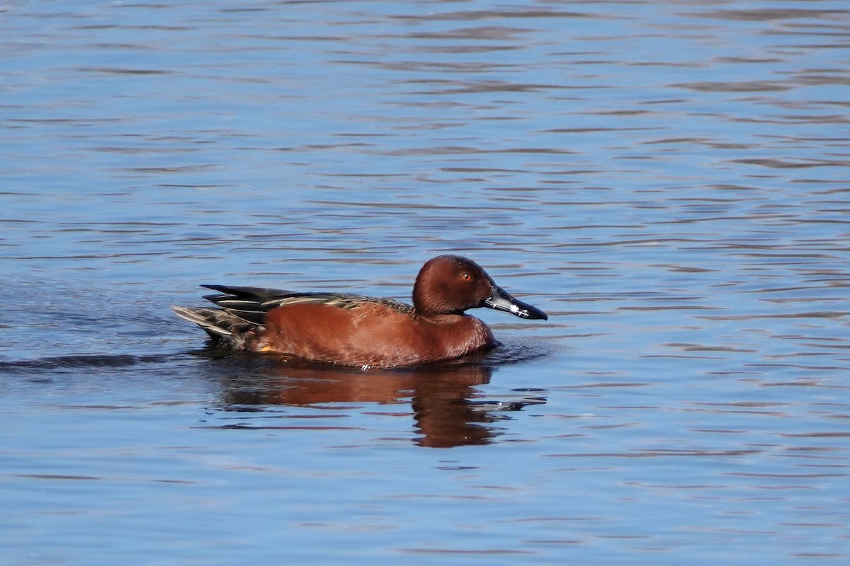 Cinnamon Teal - ML615481835