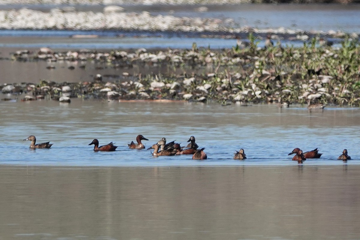 Cinnamon Teal - ML615481837