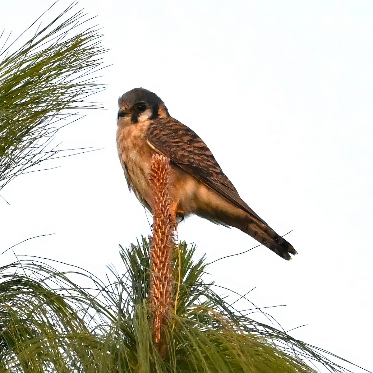 American Kestrel - ML615481848