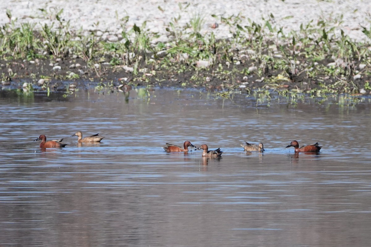 Cinnamon Teal - ML615481850