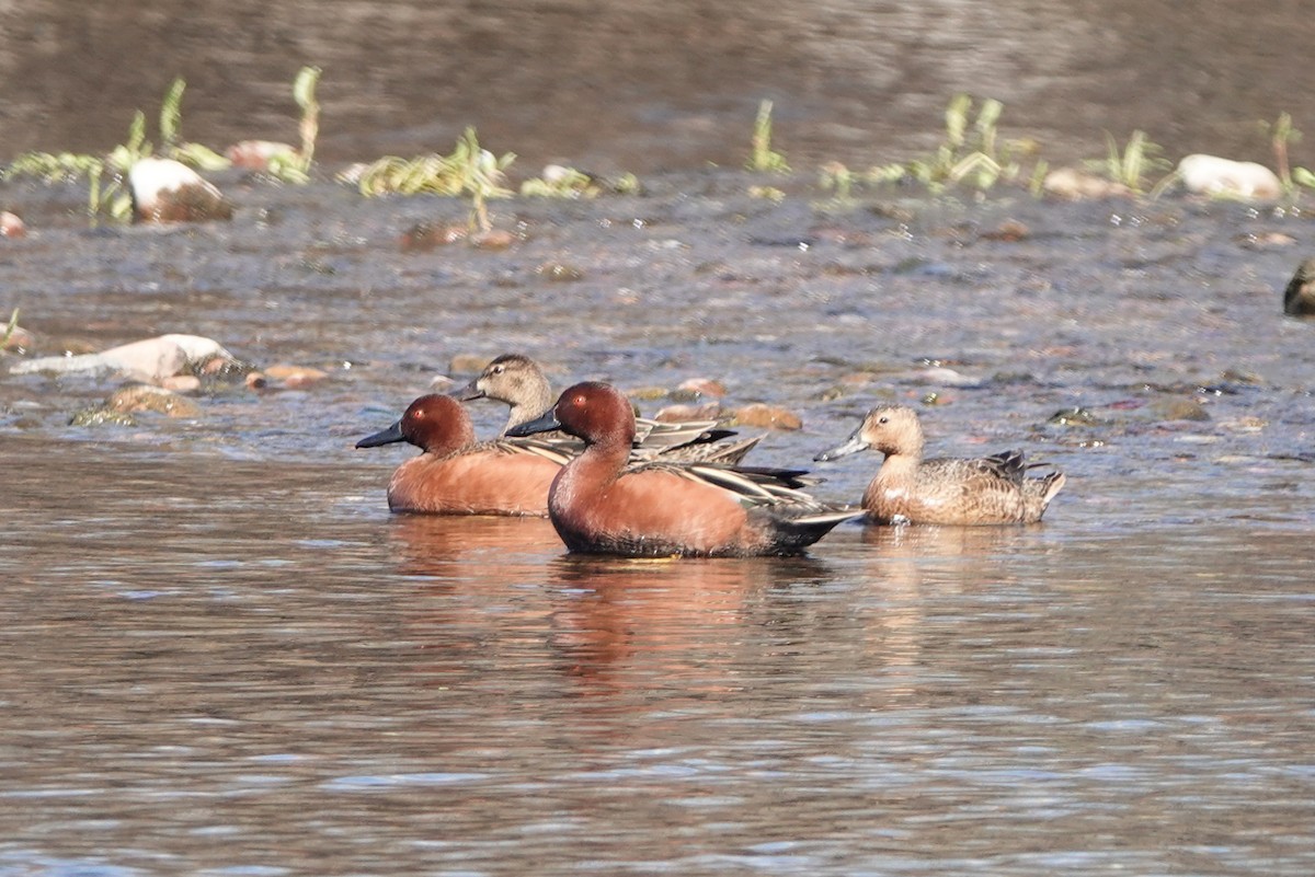 Cinnamon Teal - ML615481852