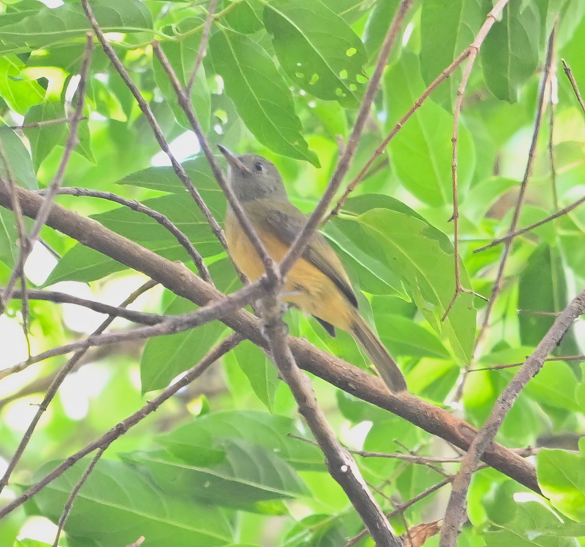 Ochre-bellied Flycatcher - ML615481874