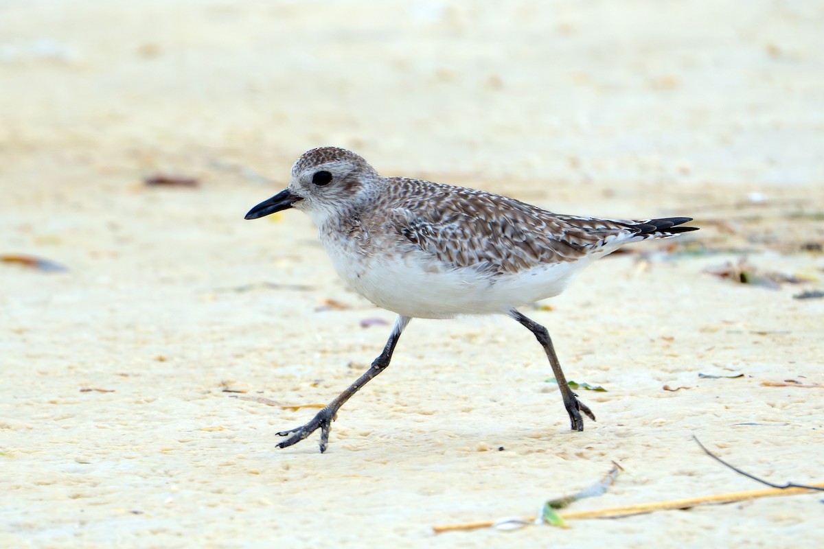 Black-bellied Plover - ML615481879