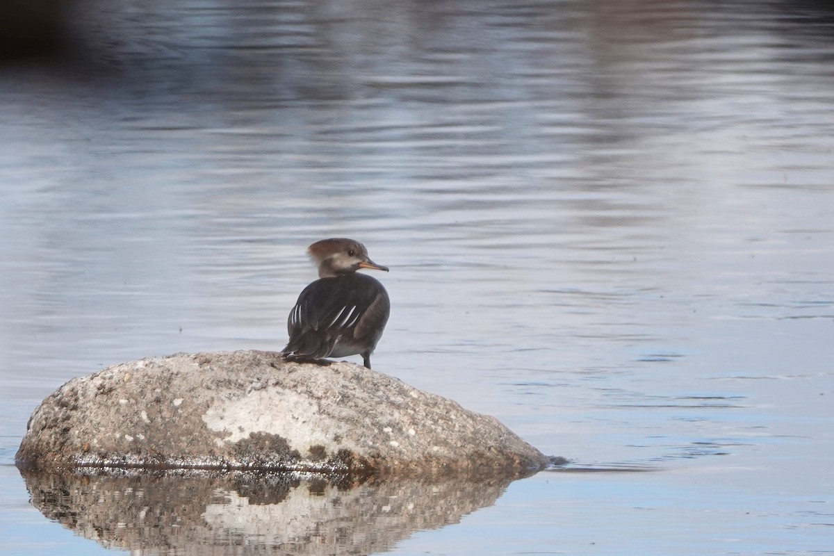 Hooded Merganser - ML615481888