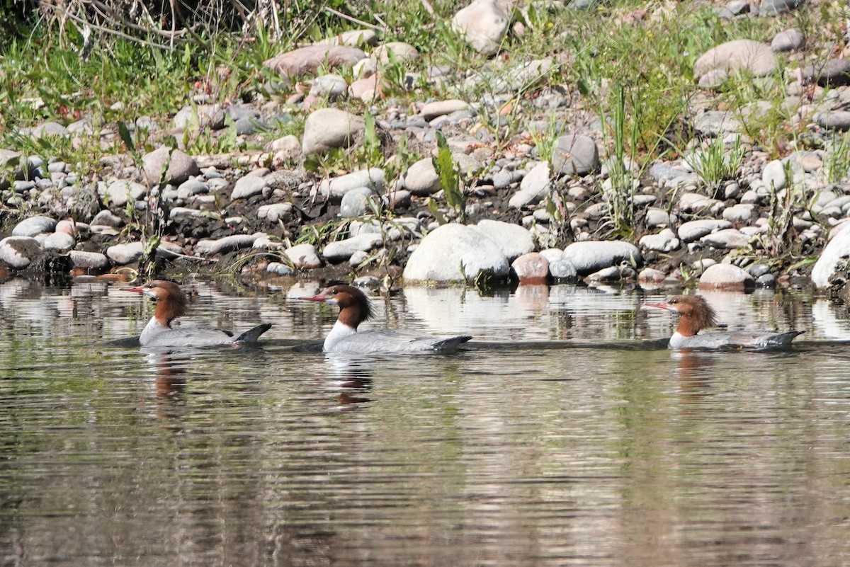 Common Merganser - Diana Spangler