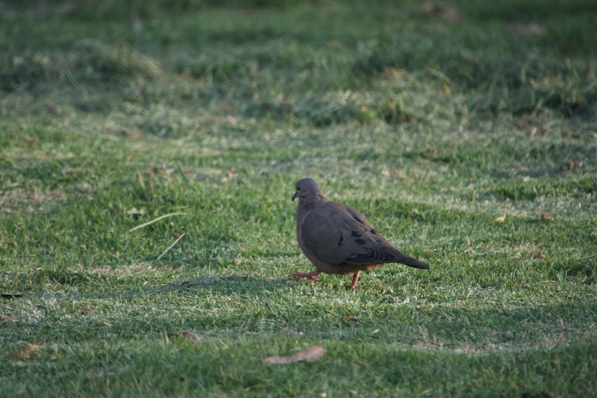 Eared Dove - ML615481917