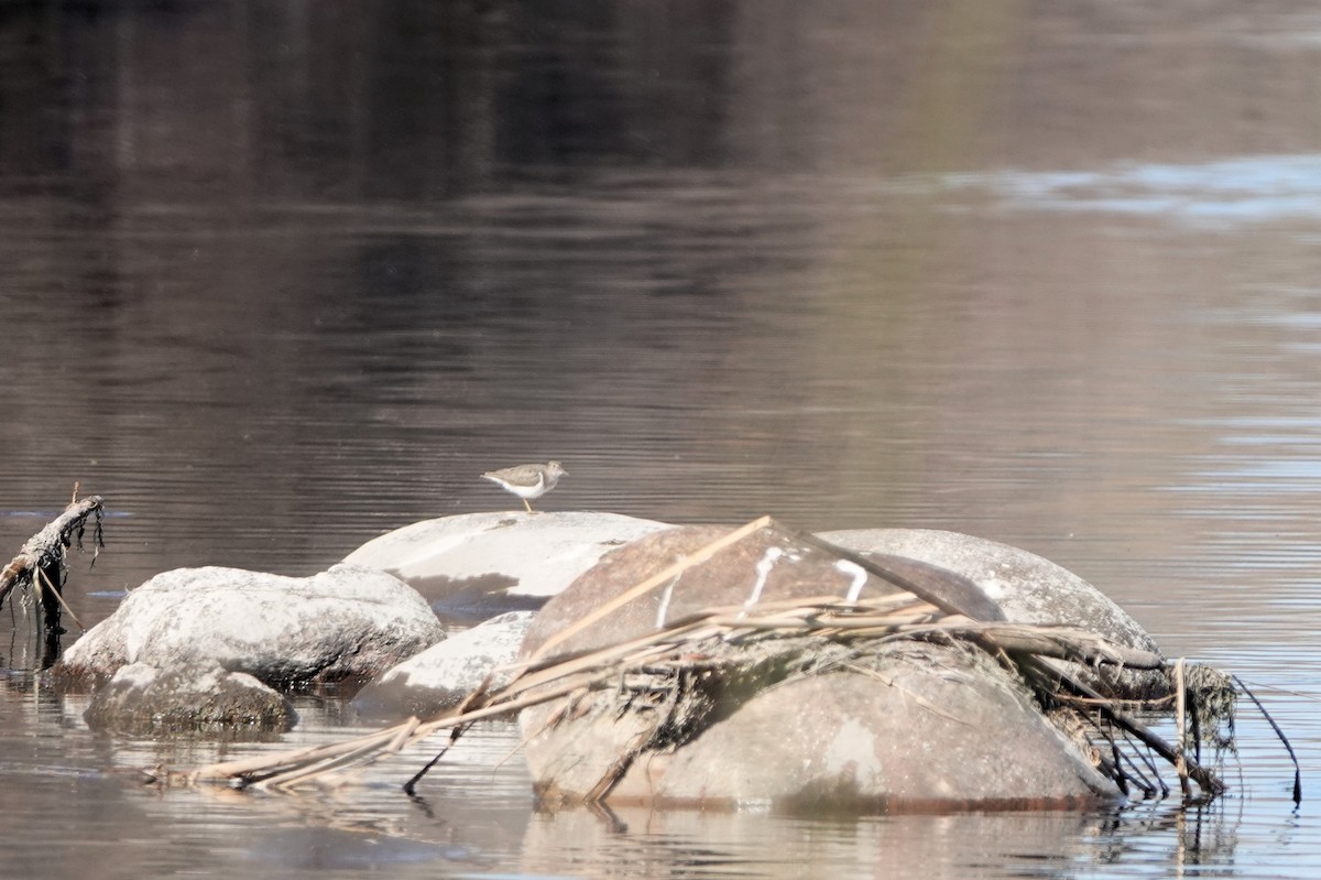 Spotted Sandpiper - ML615481938