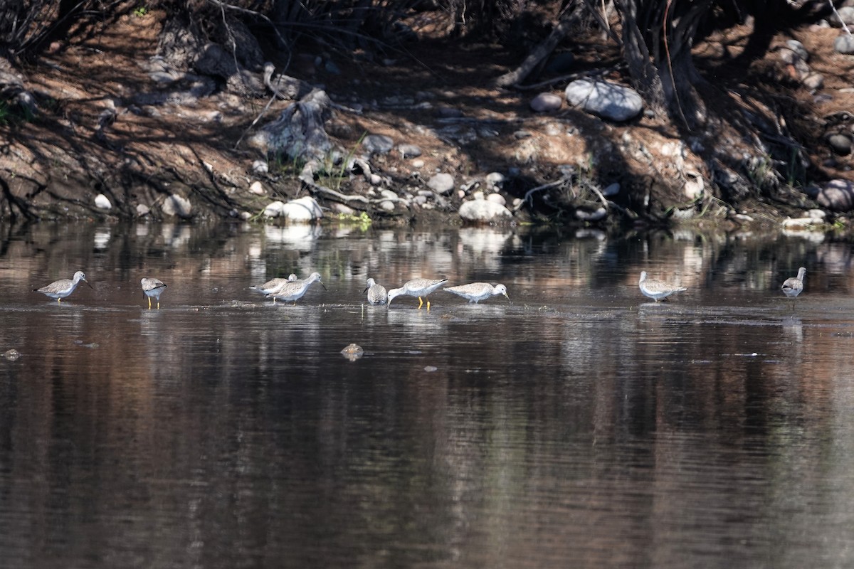 Greater Yellowlegs - Diana Spangler