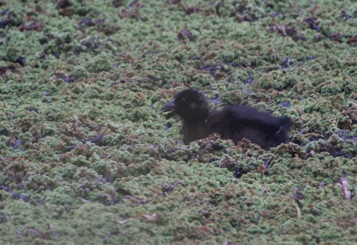 Spot-flanked Gallinule - ML615481948