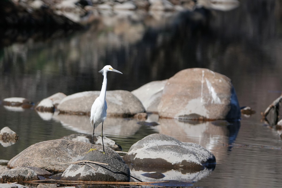 Snowy Egret - Diana Spangler