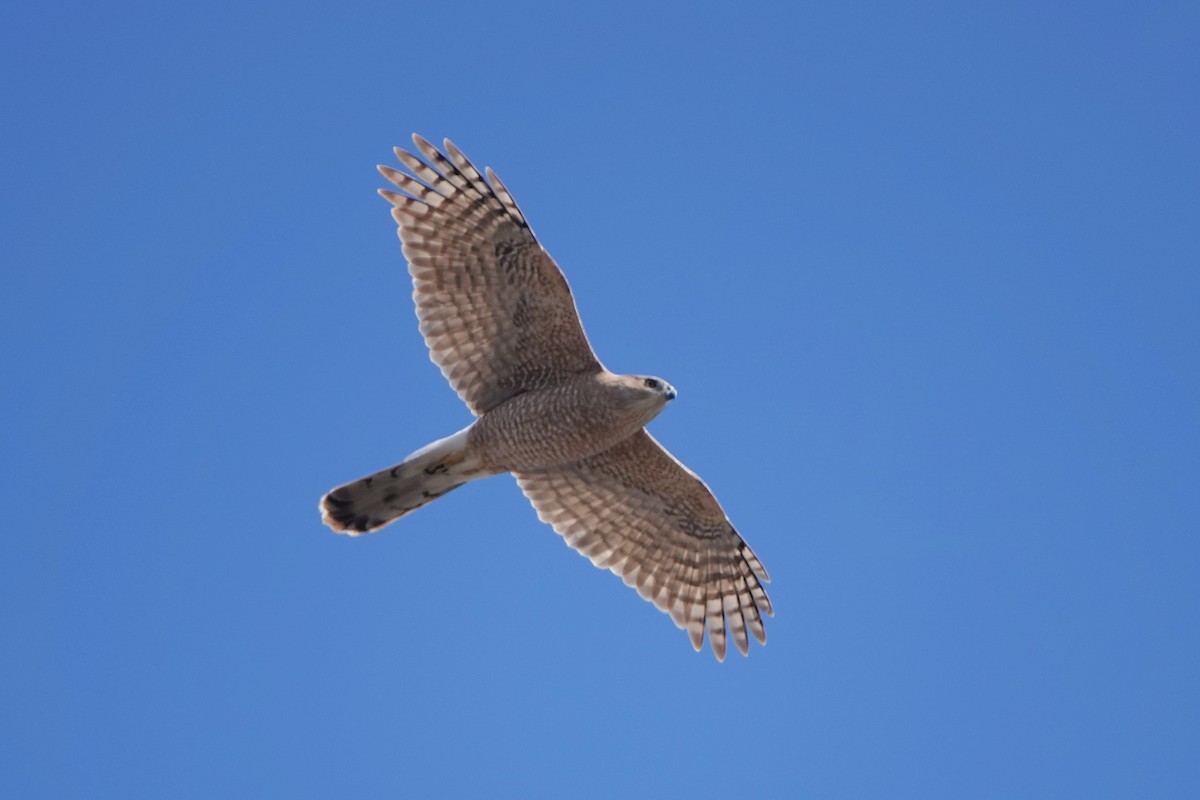 Cooper's Hawk - ML615481994