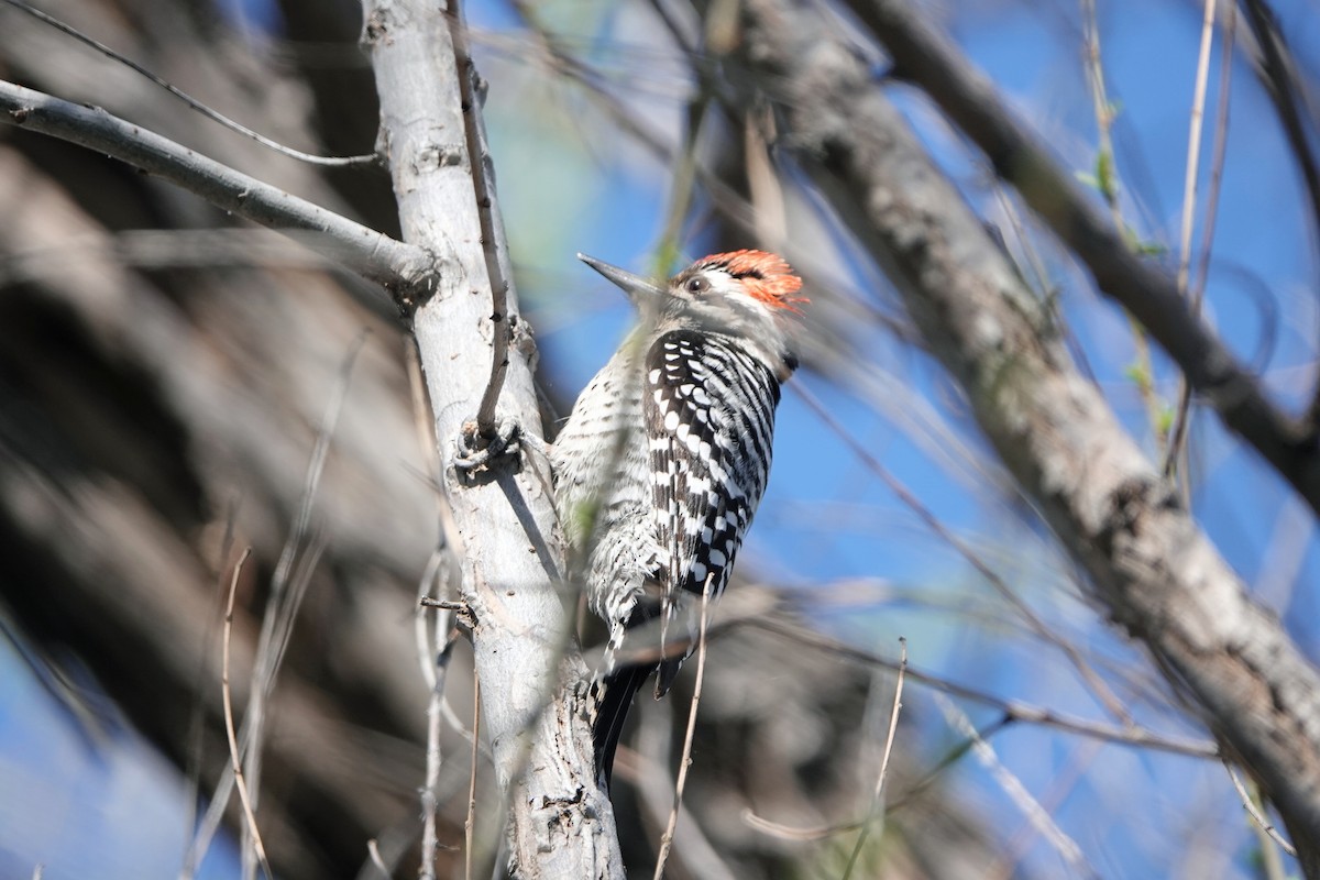 Ladder-backed Woodpecker - ML615482013