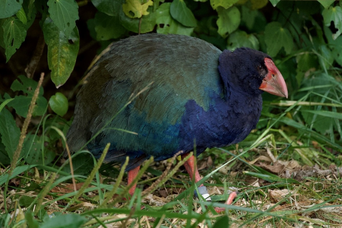 South Island Takahe - ML615482047