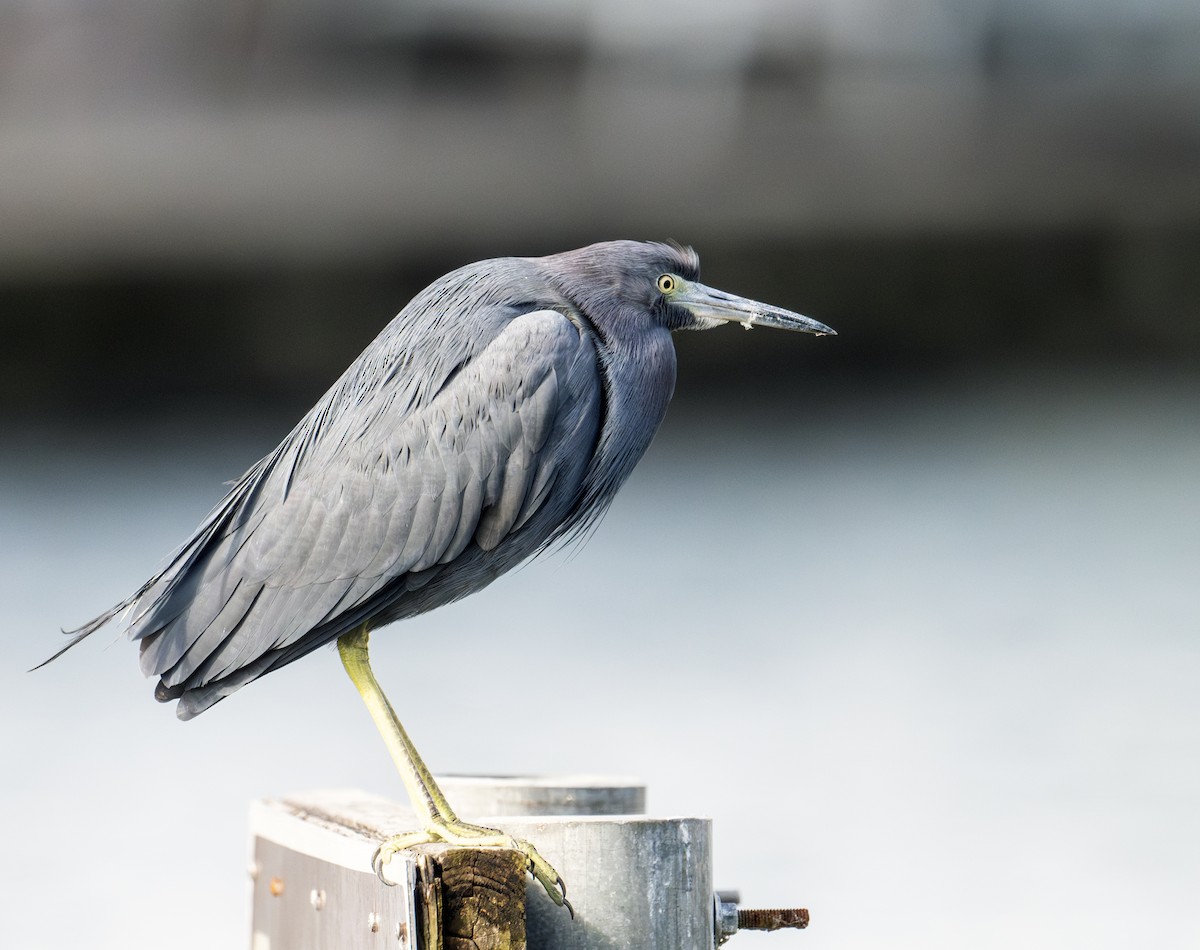 Little Blue Heron - Greg Courtney