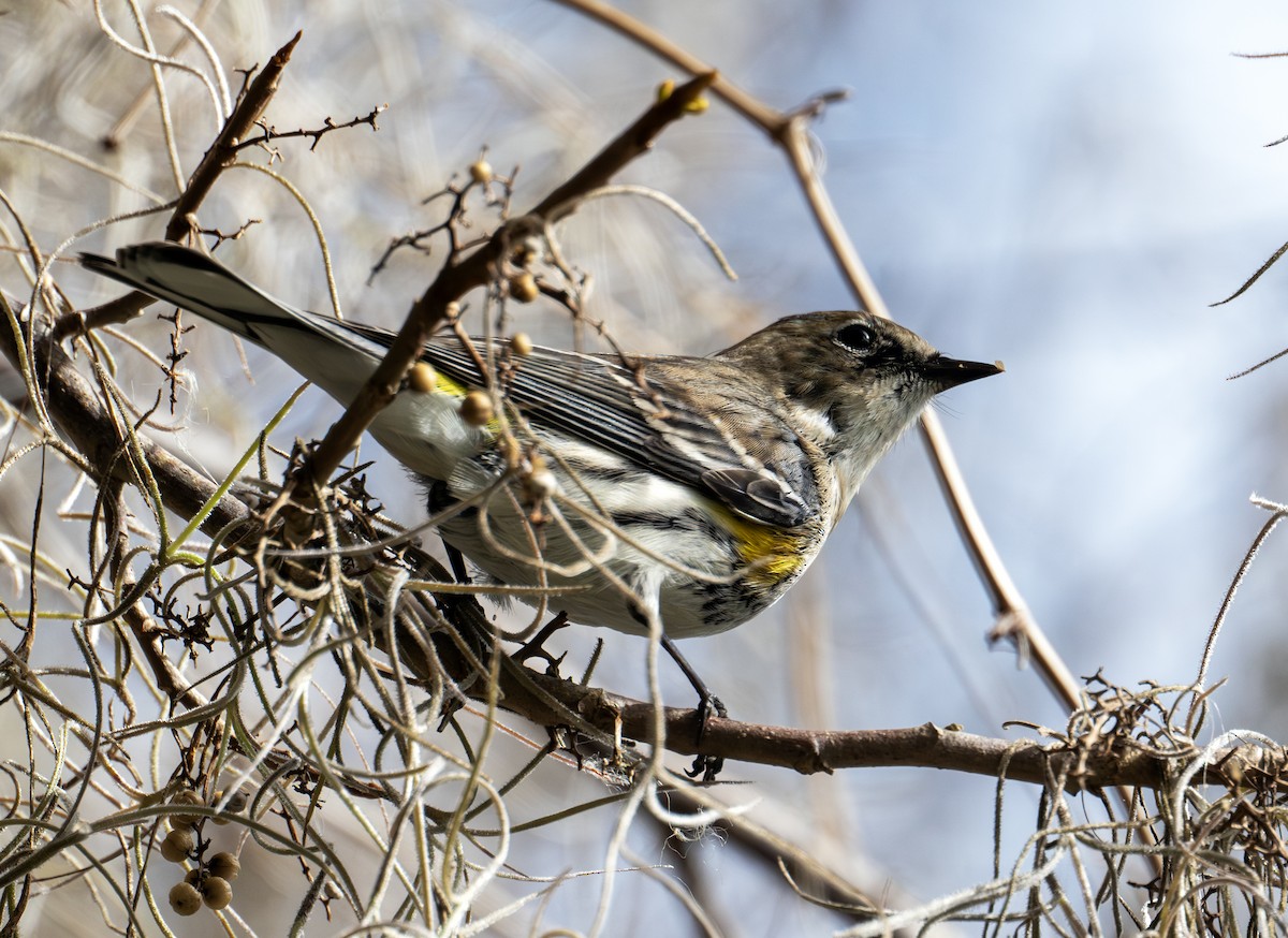 Yellow-rumped Warbler - ML615482086