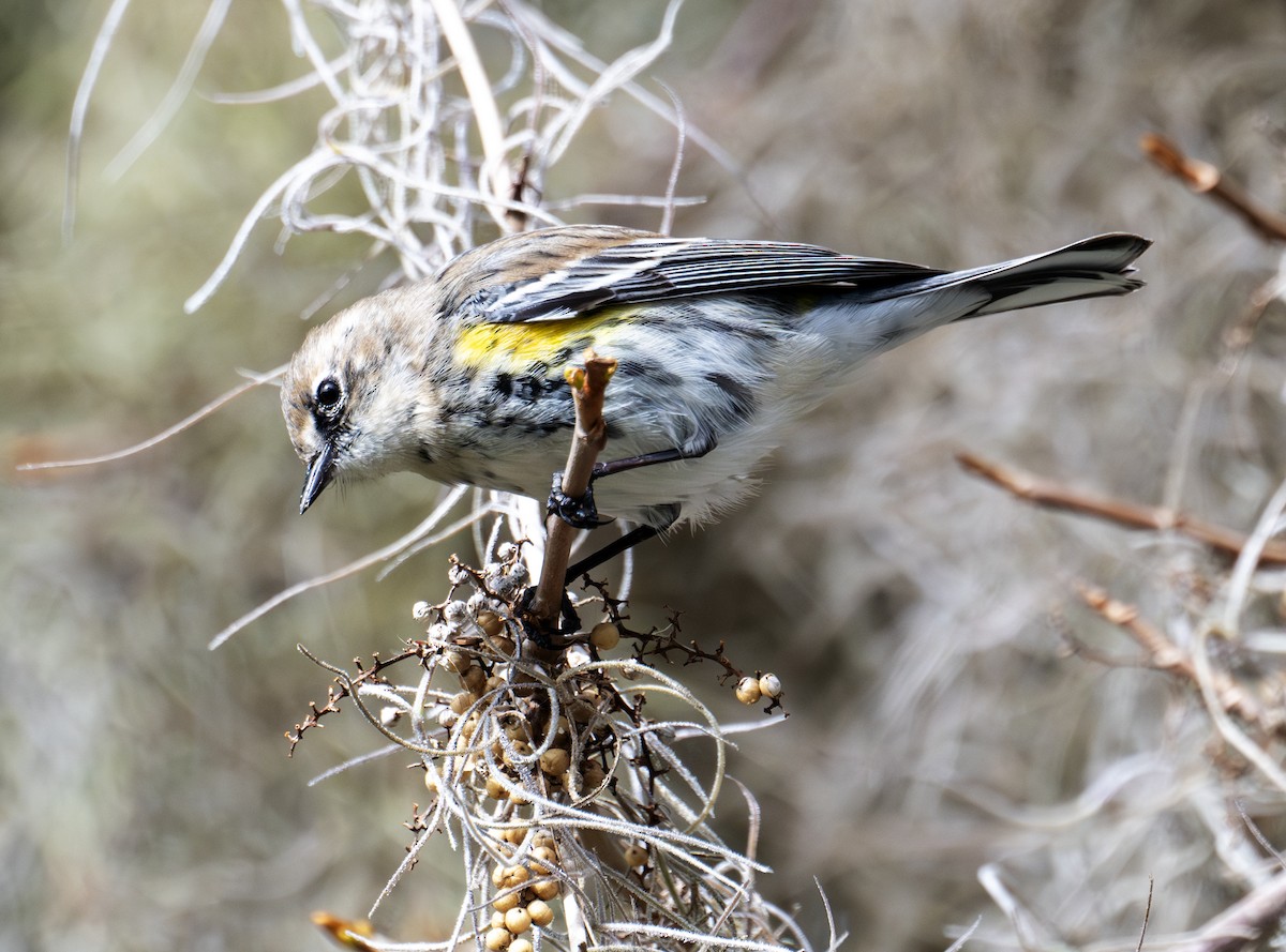 Yellow-rumped Warbler - ML615482087