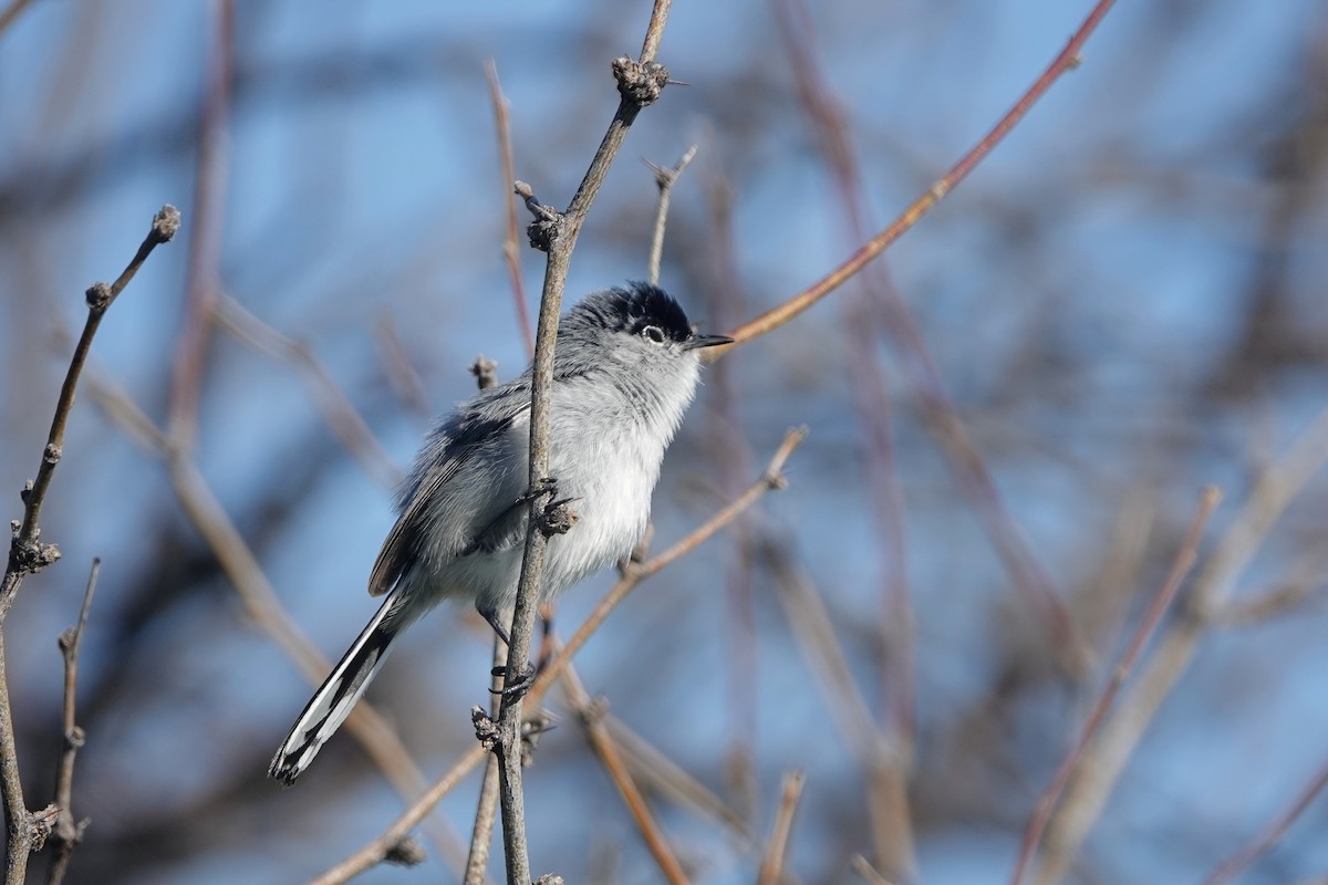 Black-tailed Gnatcatcher - Diana Spangler