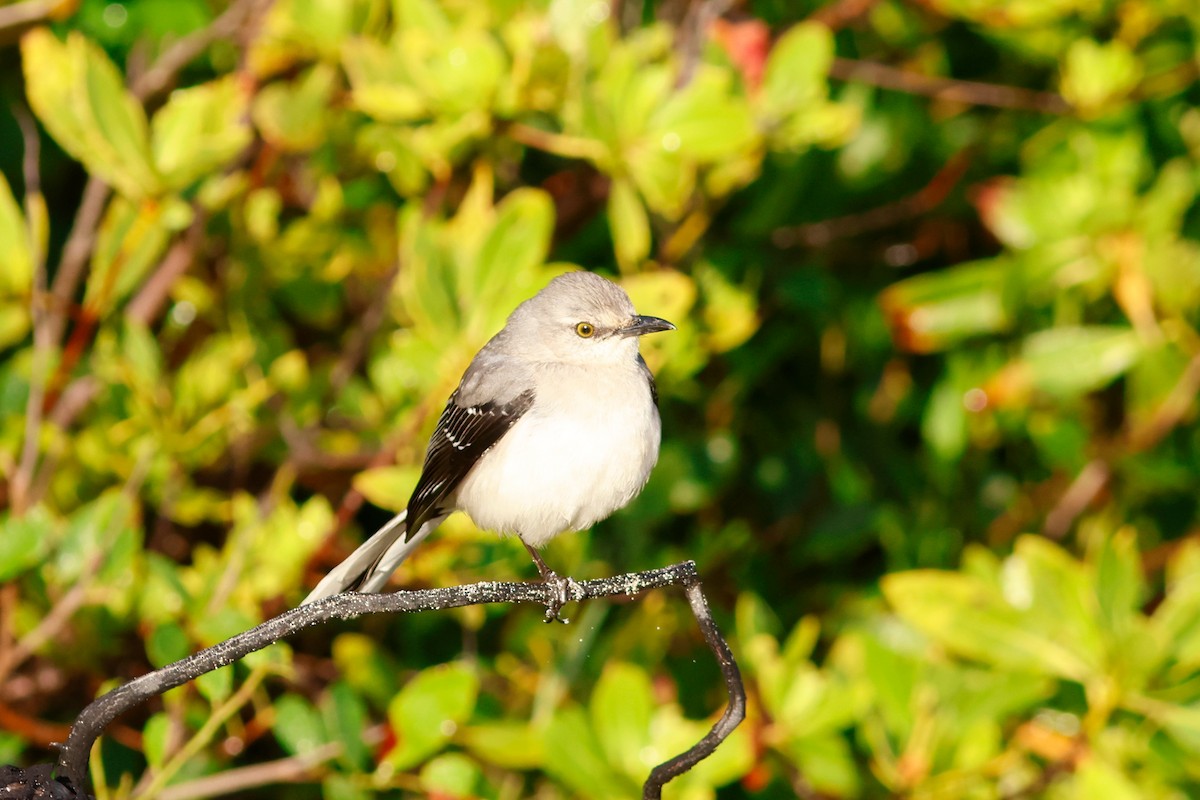 Tropical Mockingbird (Mayan) - ML615482100