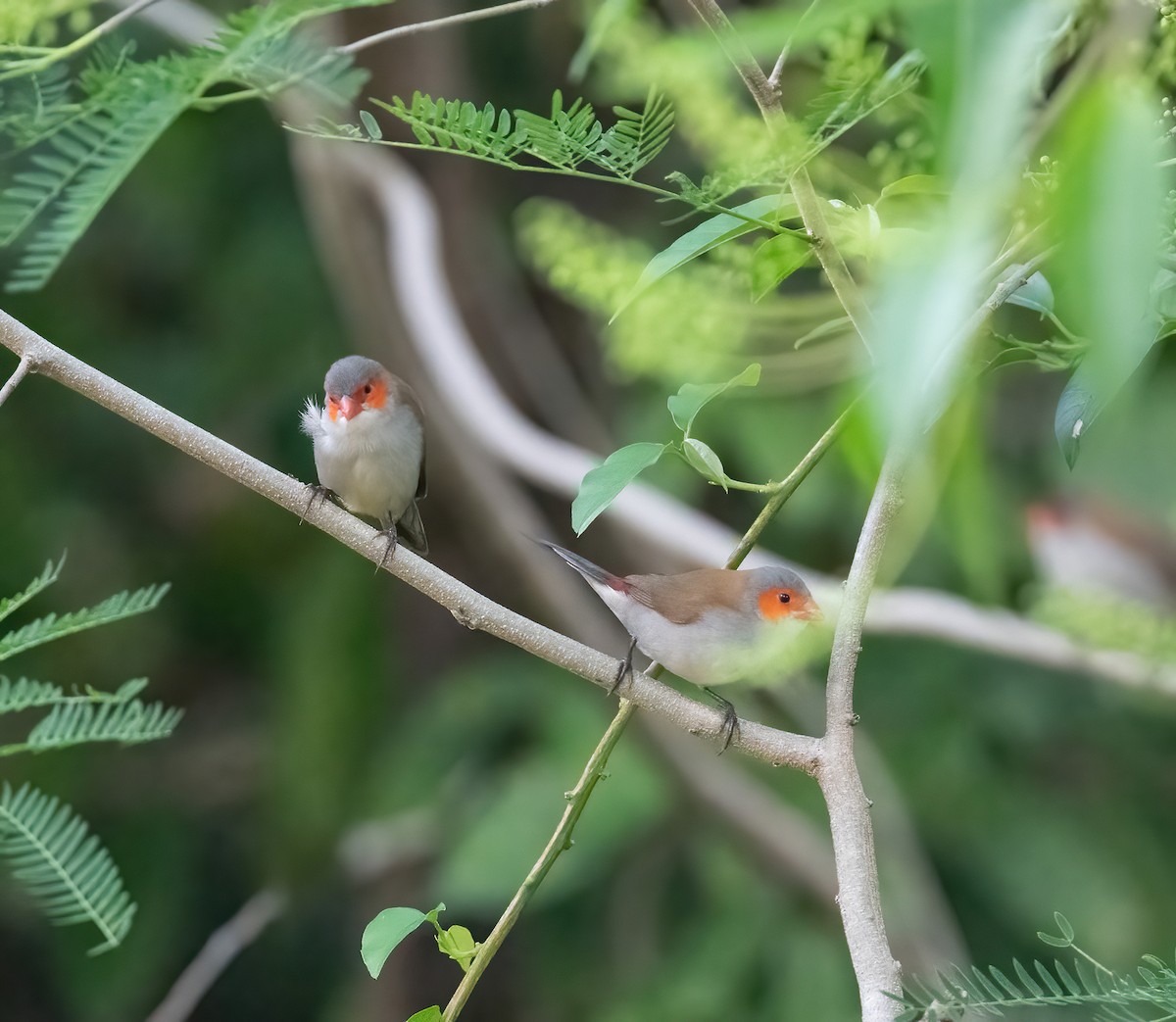 Orange-cheeked Waxbill - ML615482110
