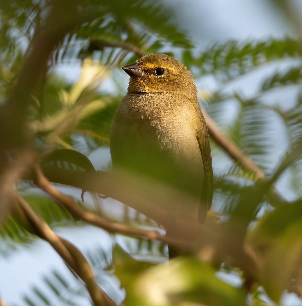 Yellow-faced Grassquit - ML615482132