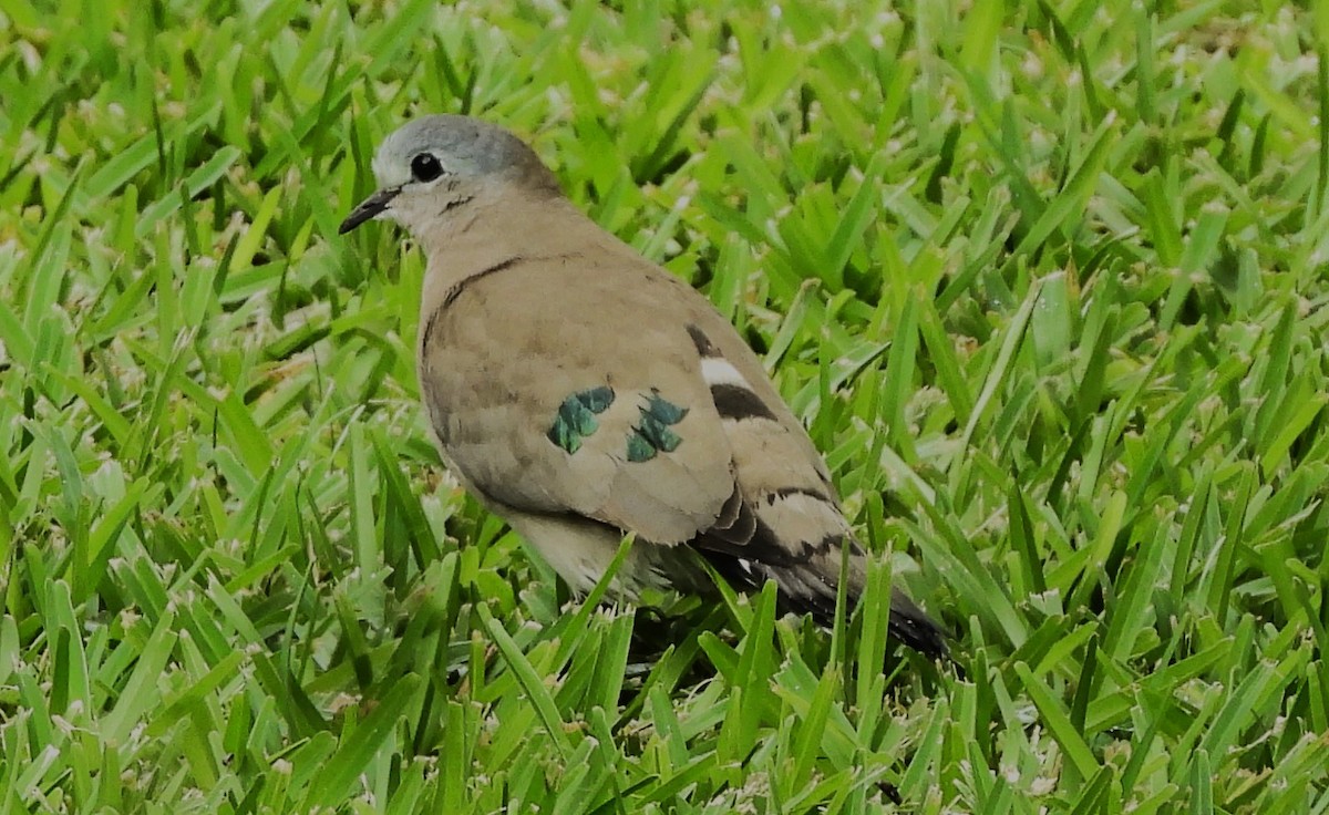 Emerald-spotted Wood-Dove - ML615482208