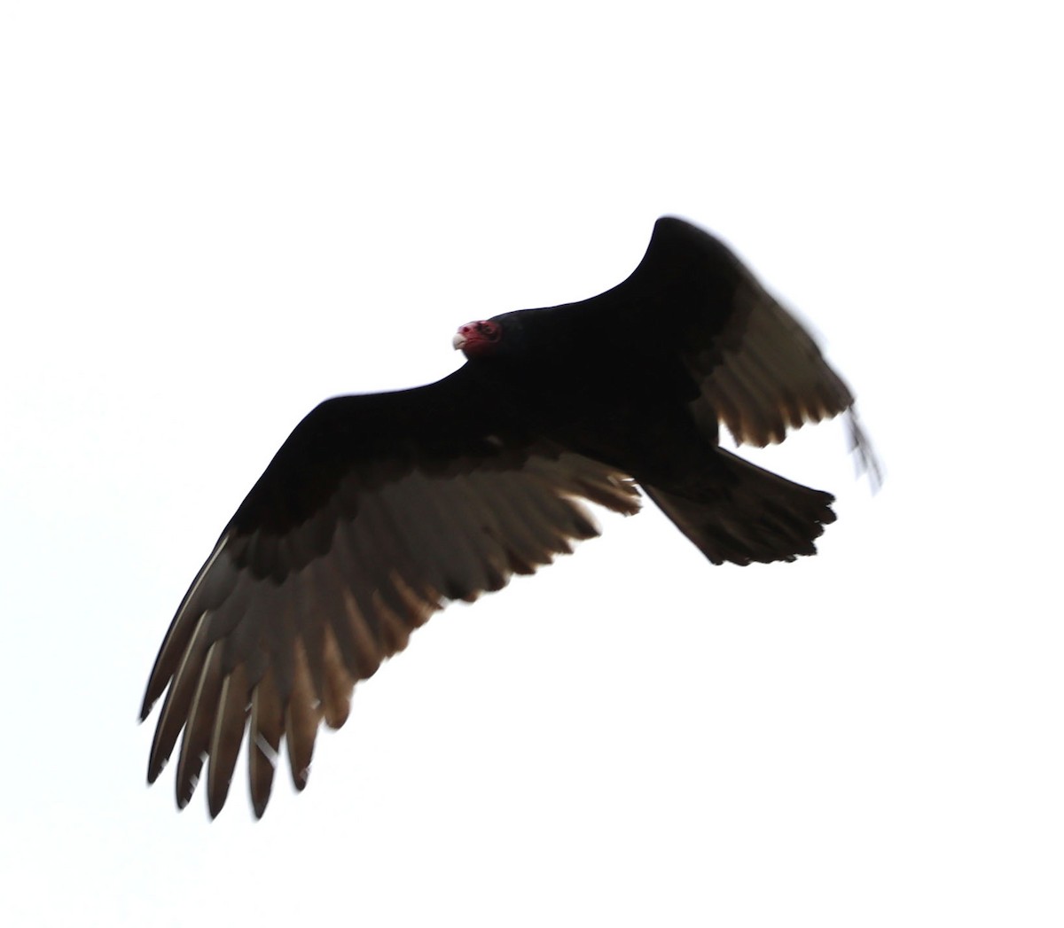 Turkey Vulture - ML615482216