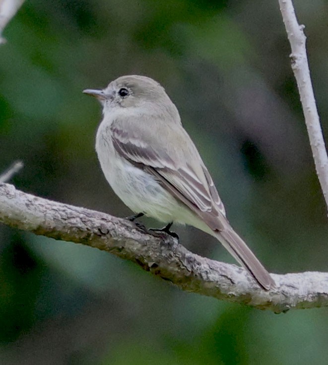 Gray Flycatcher - ML615482220