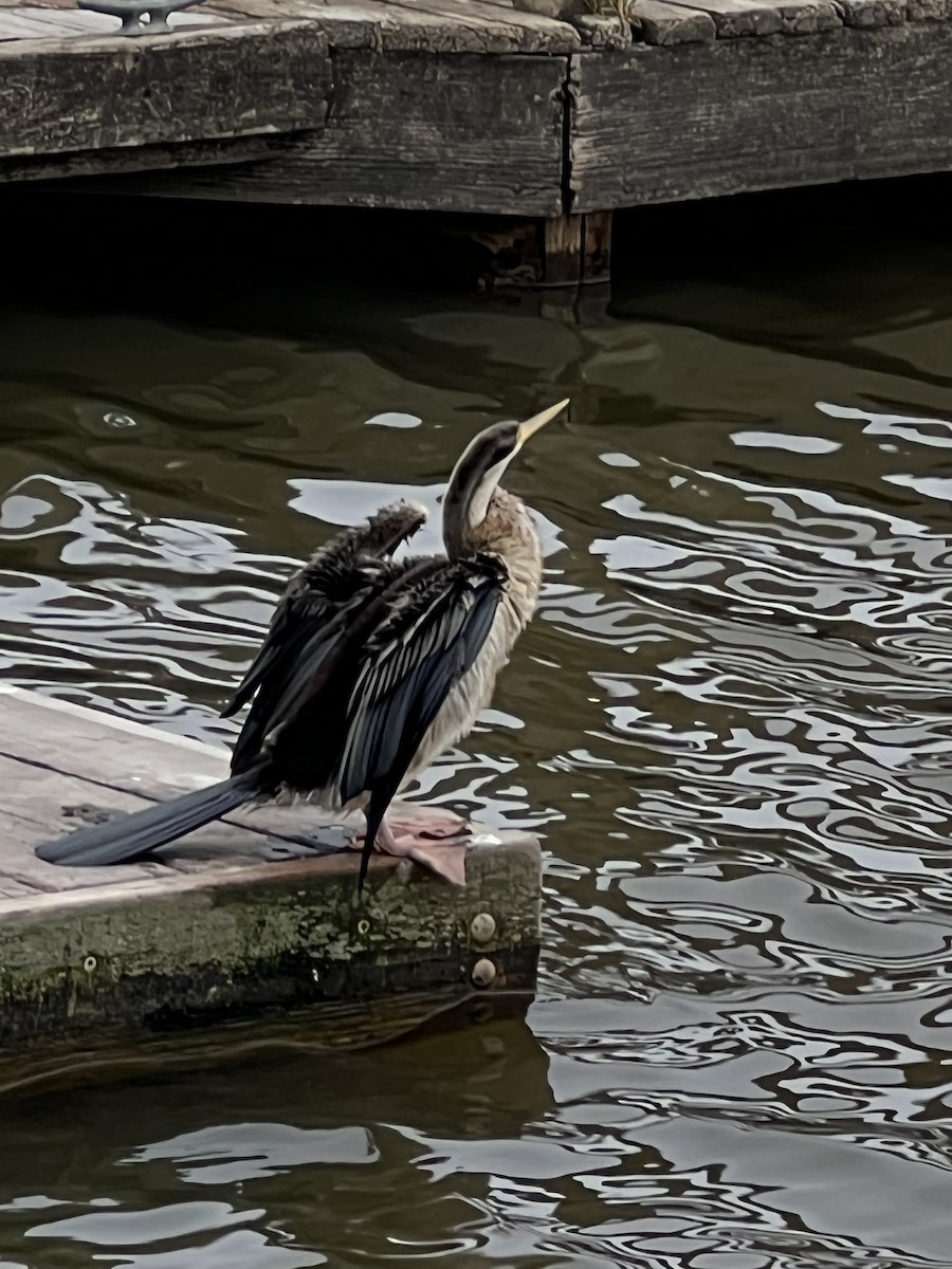 Anhinga d'Australie - ML615482232