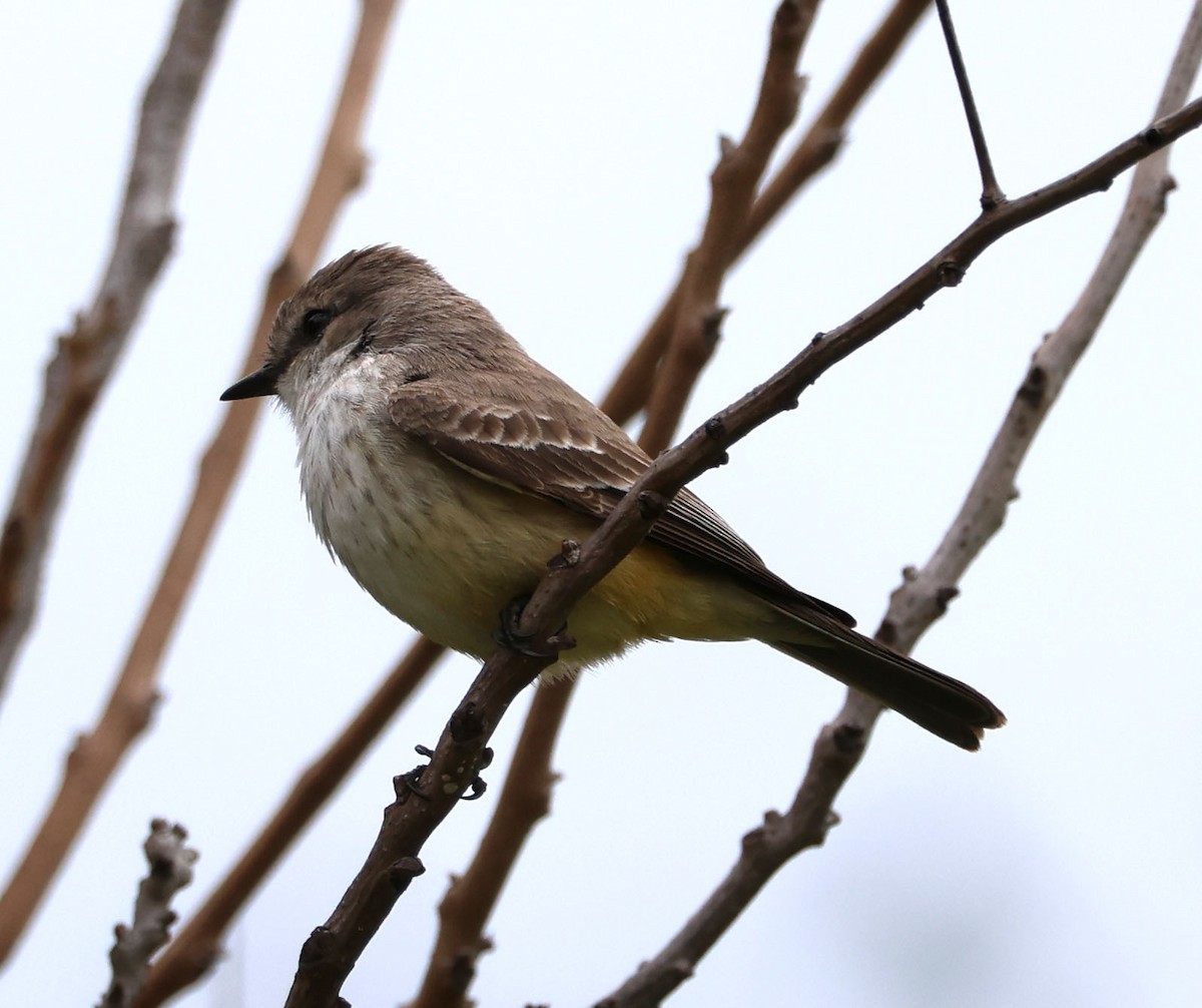 Vermilion Flycatcher - ML615482253