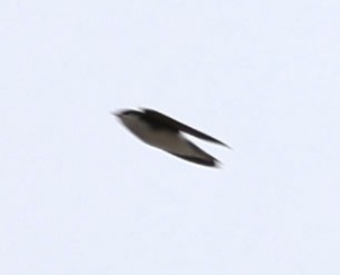 Tree Swallow - ML615482260