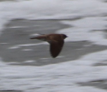 Northern Rough-winged Swallow - ML615482272
