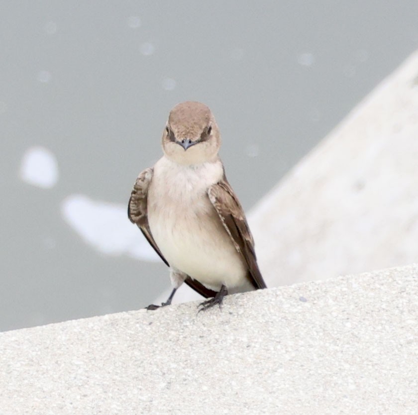 Northern Rough-winged Swallow - ML615482273