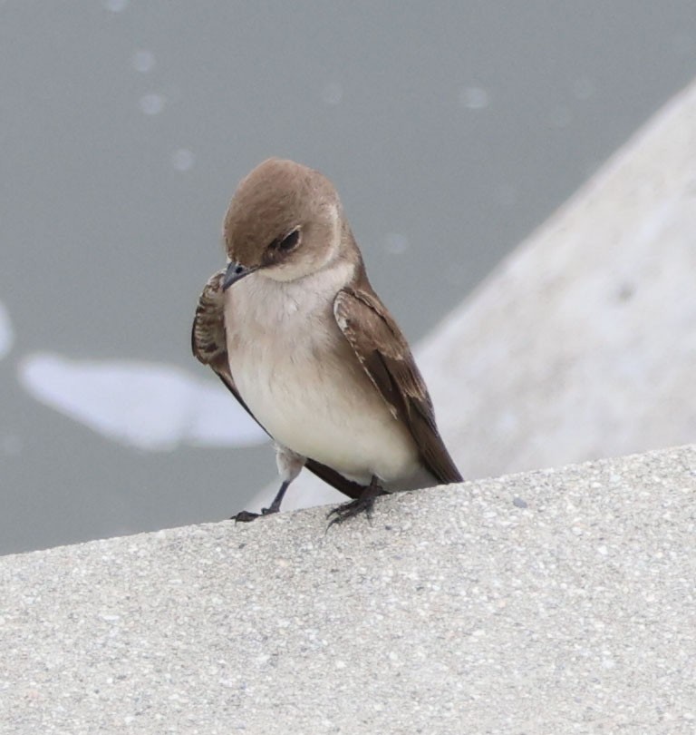 Northern Rough-winged Swallow - ML615482274