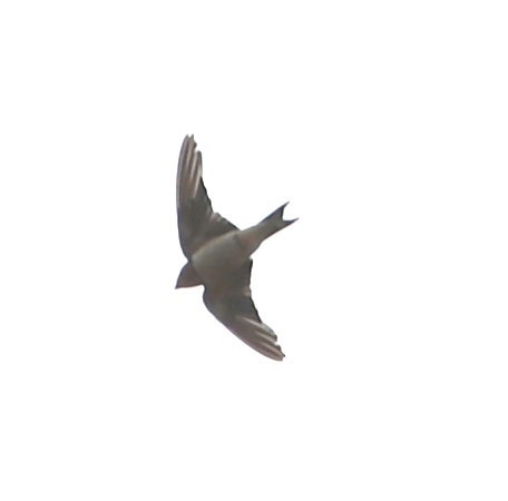 Barn Swallow - ML615482285