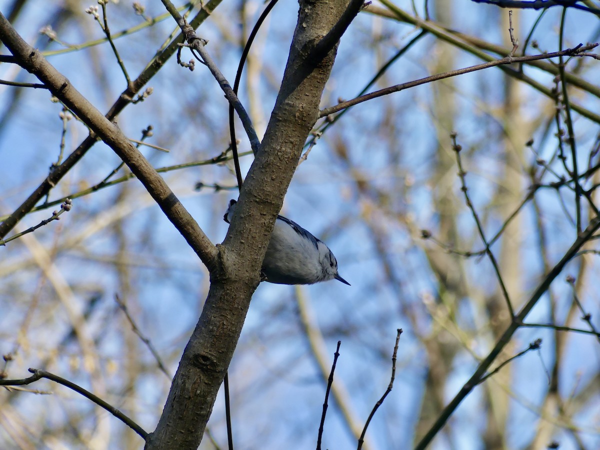 White-breasted Nuthatch - ML615482287