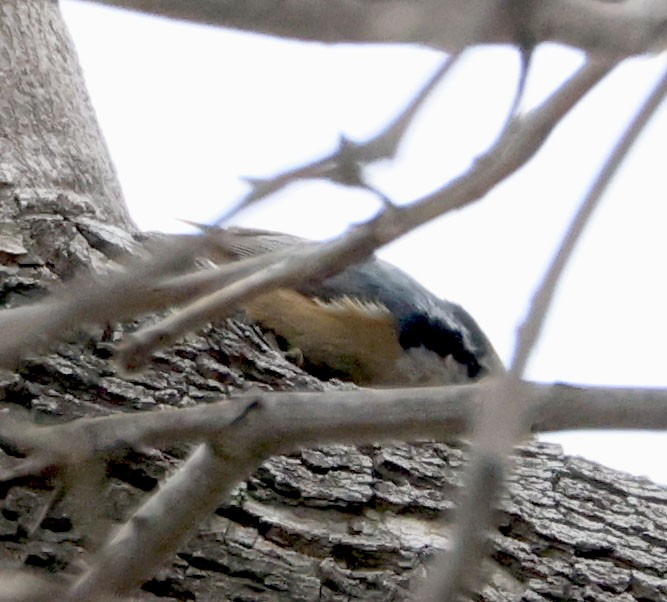 Red-breasted Nuthatch - ML615482300