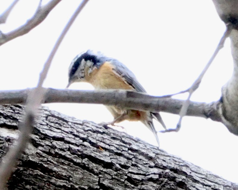 Red-breasted Nuthatch - ML615482301