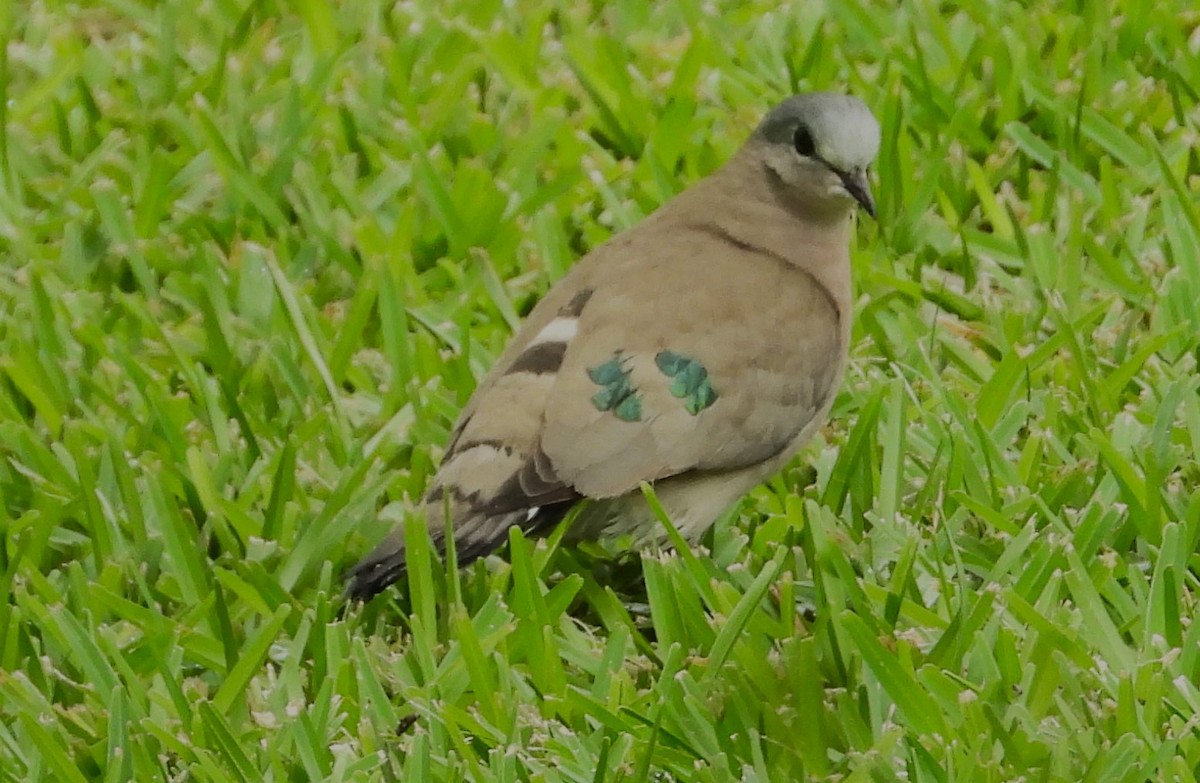 Emerald-spotted Wood-Dove - ML615482303
